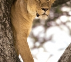 Manyara Lion