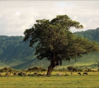 zum Ngorongoro-Krater