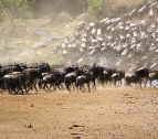 Serengeti migrazione