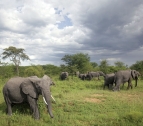 Tarangire  Elefanten